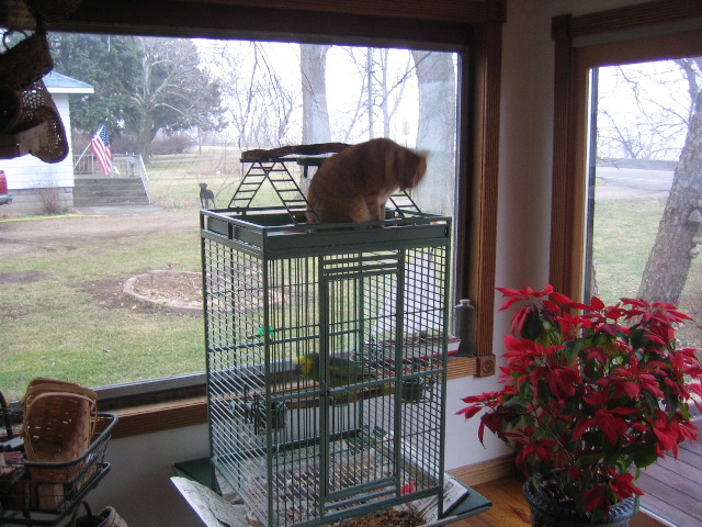 My cat Walter